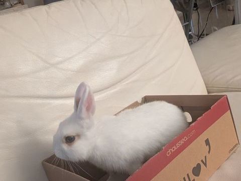 Lapin blanc extra nain 60 06700 Saint-laurent-du-var