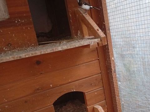 Moineaux du Japon 10 85470 Bretignolles-sur-mer