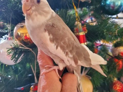 Perruches calopsittes eam 200 77340 Pontault-combault