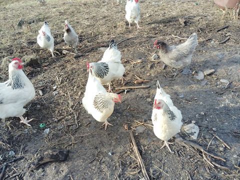Donne poules et canard  0 12460 Huparlac