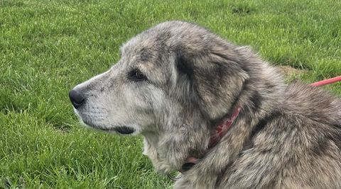 SVESKA crois&eacute;e de 7 ans 140 59300 Aulnoy-lez-valenciennes