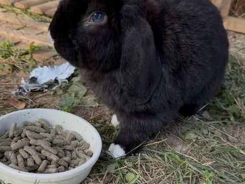 Lapin BERLIOZ à l adoption 50 26600 rme