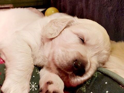 MAGNIFIQUES CHIOTS GOLDEN LOF A RESERVER 1100 79000 Niort