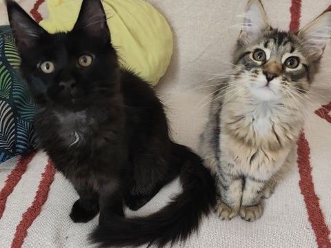 Chatons Maine Coon &agrave; r&eacute;server 900 30200 Saint-nazaire