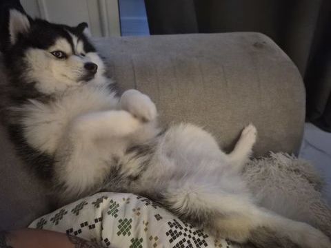 Recherche saillie dans  le 06 pour pomsky 0 06600 La fontonne