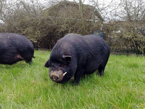 JULIETTO, gentil cochon vietnamien à l'adoption via UMA 40 44100 Nantes