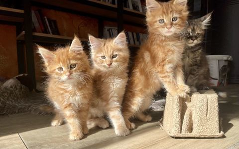 Maine Coon chatons males et femelles dans le nord 1200 59147 Gondecourt