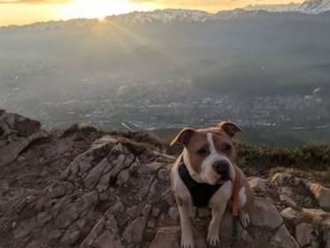 Chien ROSY &agrave; l adoption 350 38800 Le pont-de-claix