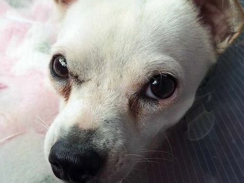 Poupi petite chihuahua pleine d'amour 400 89340 Champigny