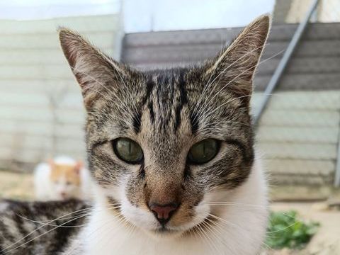 GRU&Ntilde;ON 220 95610 �ragny