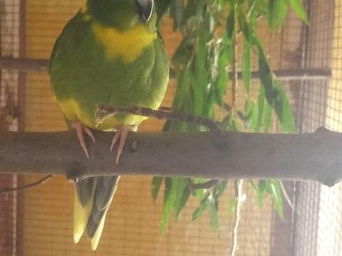 Kakariki 100 43260 Lantriac