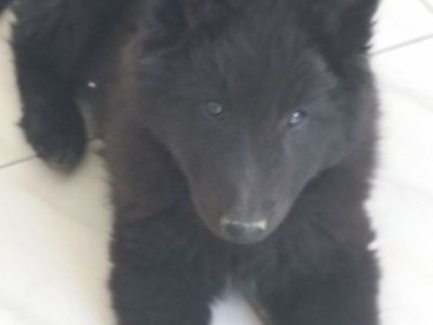 CHIOTS GROENENDAELS 990 83630 Rgusse