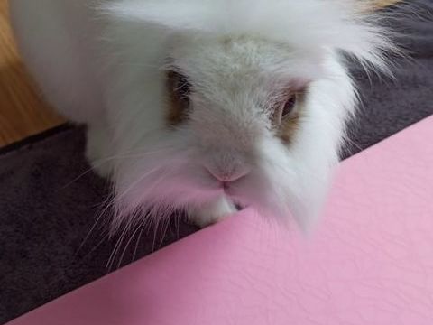 Donne lapin contre bons soins 0 12200 Villefranche-de-rouergue