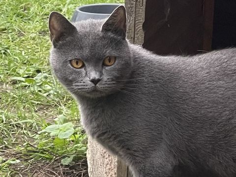 Magnifiques femelles chartreux 0 37000 Tours