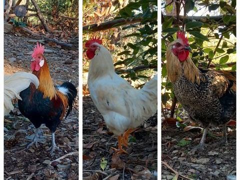 coq 15 30120 Le vigan