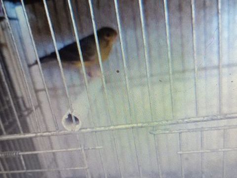 canaris 45 33450 Saint-loub�s