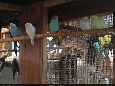 Perruche ondulée 10 89300 Joigny