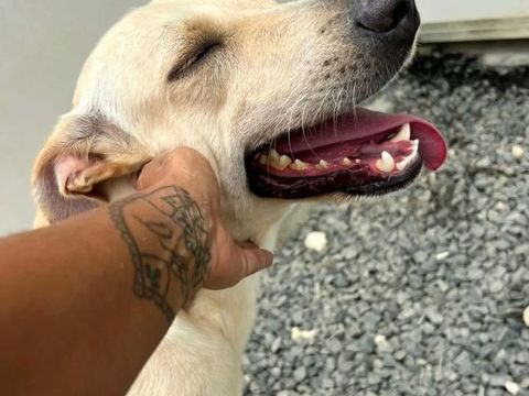 ✨️FRANKLIN ✨️ 🐶 350 28000 Chartres