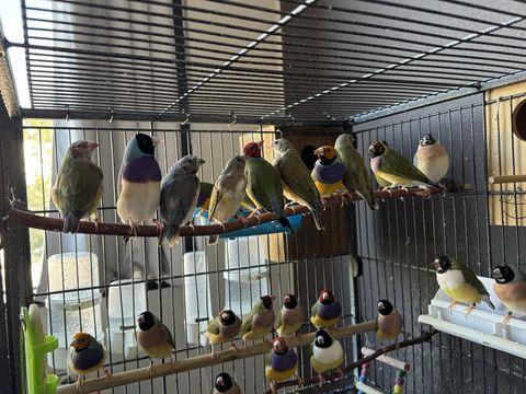 Diamant de gould 45 91350 Grigny