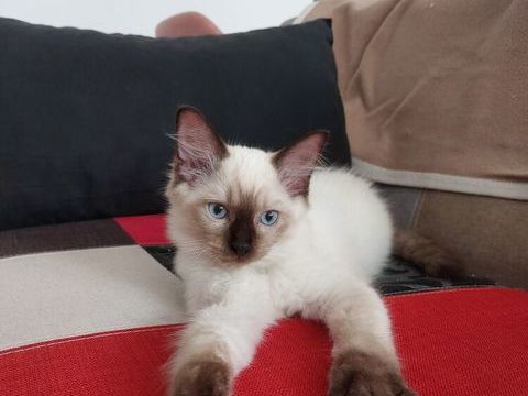 Chatons Ragdoll m&acirc;les disponibles &agrave; la r&eacute;servation. 1500 22100 Quévert