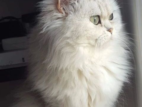 Magnifique M&acirc;le adulte persan chinchilla 1000 92600 Asni�res-sur-seine