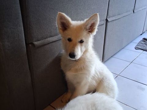 Chiot femelle  berger blanc suisse 1000 56800 Taupont