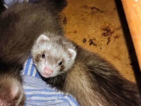 Furetons domestiques 0 09130 Artigat