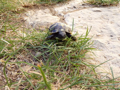 Tortues de terre 25 34190 Ganges