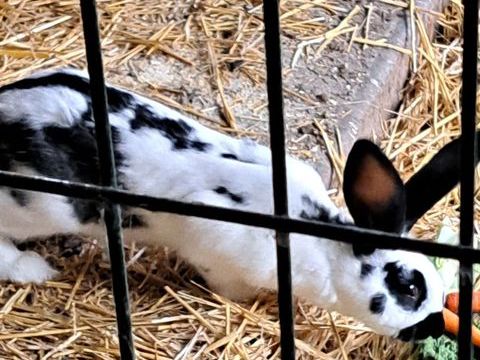 Lapins geant papillon 28 44780 Missillac