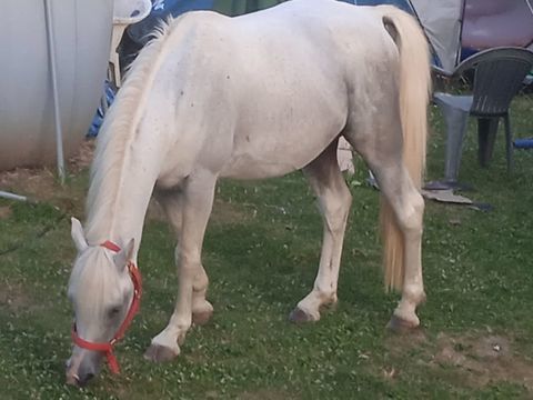 Arabe 2500 70130 Fresne-saint-mam�s