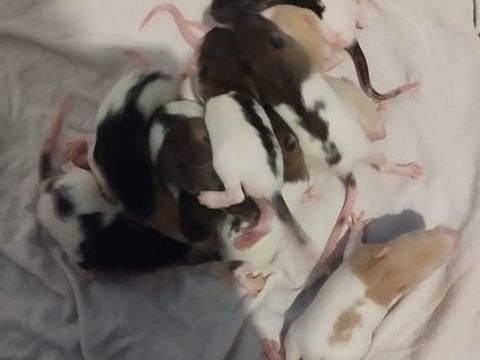 Ratons mâles et femelles 5 59210 Coudekerque-branche