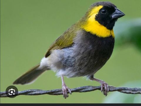 Mâle petit chanteur de cuba 35 17000 La rochelle