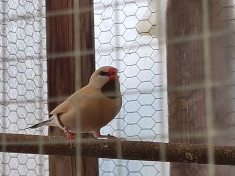 Oiseau bavette longue queue 50 17240 Saint-ciers-du-taillon