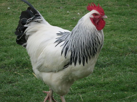  Oeufs poule et coq SUSSEX HERMINEE noire pure race 25 50190 Périers
