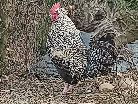 don coqs nains 0 01990 Relevant