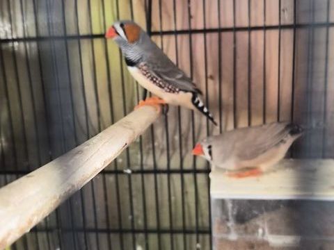 Couple Oiseaux mandarin gris 0 86430 Luchapt