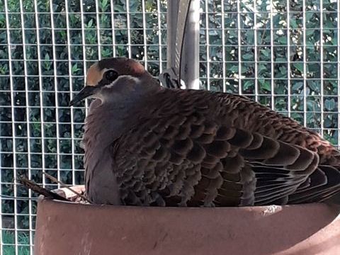 Colombes exotiques 50 14380 Sainte-marie-outre-l'eau