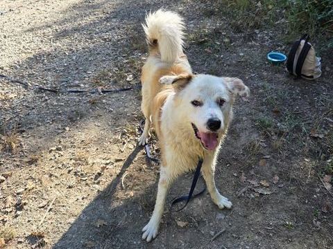 Chien DEBOU &agrave; l adoption 350 30000 N�mes