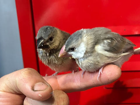 Padda eam 1 02270 Chevresis-monceau