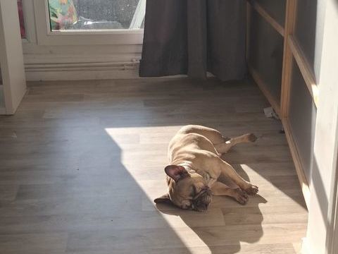 Donne femelle bouledogue francais 0 60700 Pont-sainte-maxence