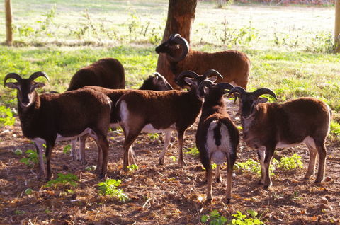 BELIER DE SOAY 130 80870 Moyenneville