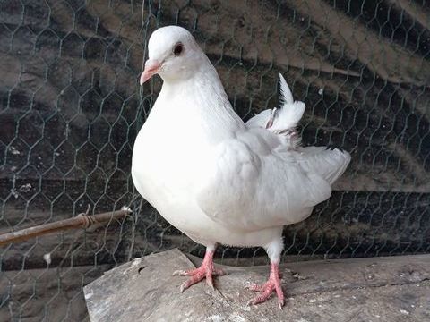 Pigeon paon blanc 20 42800 Rive-de-gier