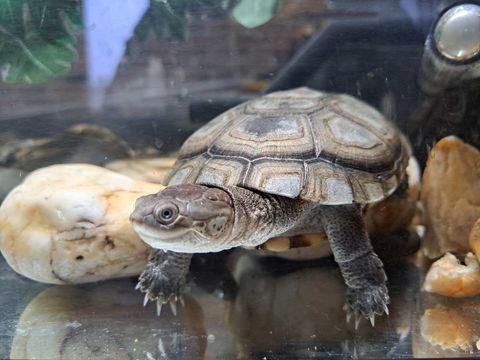 Tortue pelomedusa 100 77120 Mouroux