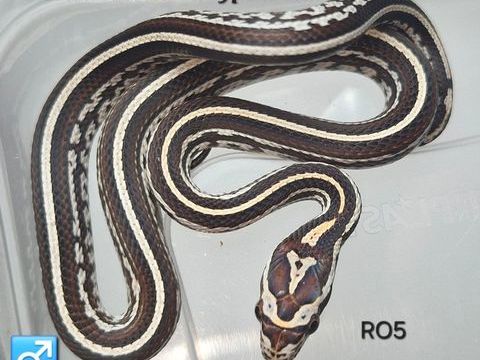 Pantherophis guttatus okeetee et classique 30 94380 Bonneuil-sur-marne