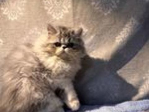   Chaton/Chat Persan LOOF 