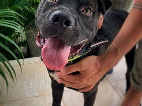 Nounours , mâleX Cane Corso, né le 15/05/2025 &#128054; 380 22000 Saint-brieuc