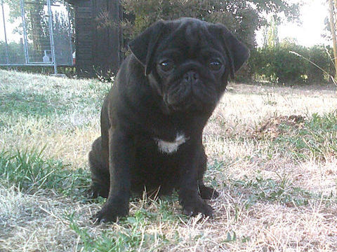 Beaux chiots carlins noir m&acirc;les 1000 69290 Grézieu-la-varenne