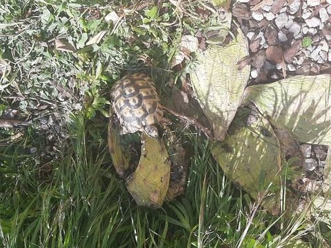 Tortue graeca 5 ans m&acirc;le 60 11200 Camplong-d'aude