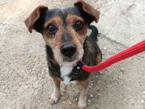 WOODY 300 95610 �ragny