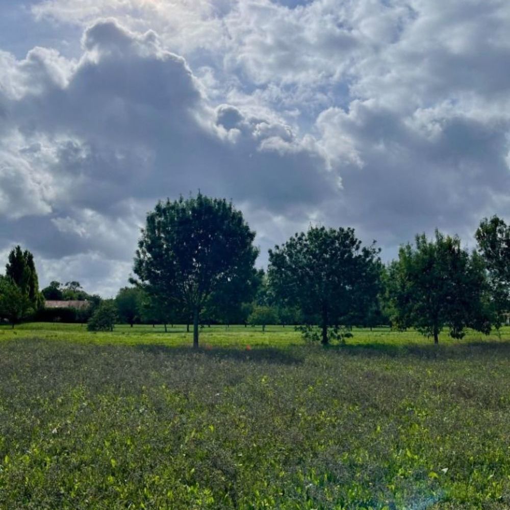 Maisons neuves   Mornac-sur-Seudre (17113)